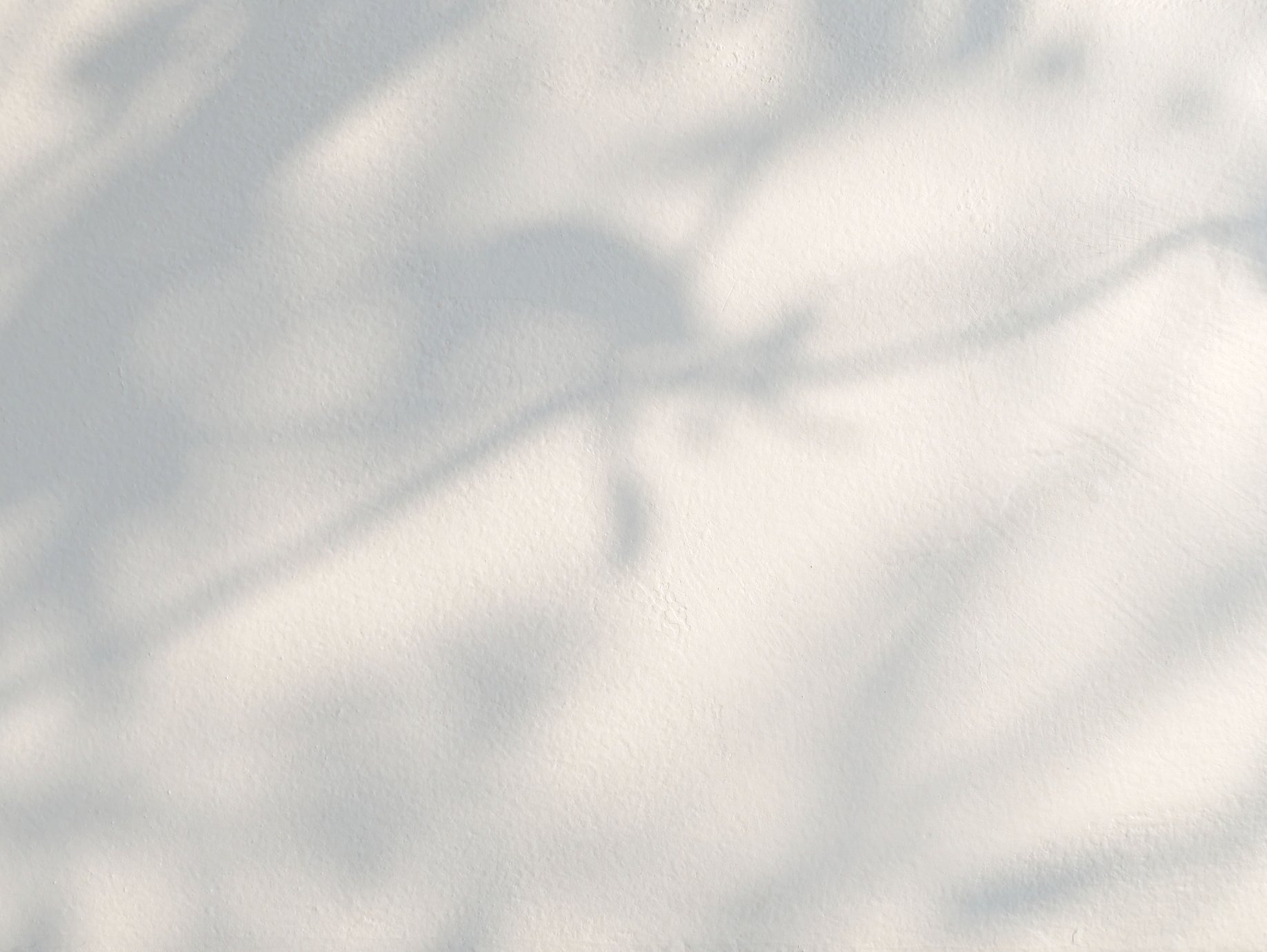 Leaves natural shadow on concrete wall background